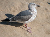 juvenile LBBG, ringed in the Netherlands.